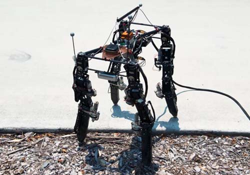 Die Evolution von vierfachen Robotern ist nur, sich an ein komplexes Gelände anzupassen